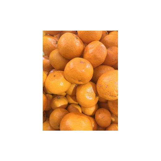 ふるさと納税 果物類 みかん 和歌山県 有田川町 家庭用 大粒有田みかん 2kg (約14個〜16個)_3