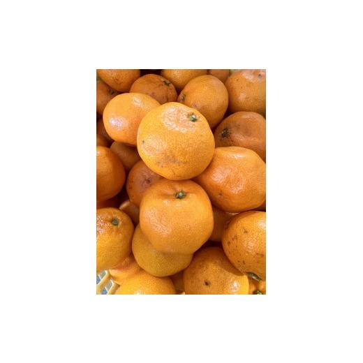 ふるさと納税 果物類 みかん 和歌山県 有田川町 家庭用 大粒有田みかん 2kg (約14個〜16個)_4