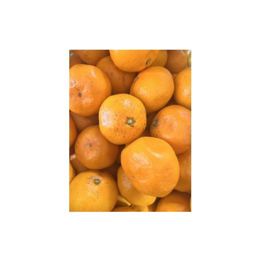 ふるさと納税 果物類 みかん 和歌山県 有田川町 家庭用 大粒有田みかん 2kg (約14個〜16個)_5