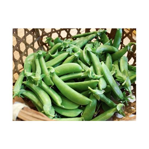 ふるさと納税 野菜類 北海道 余市町 先行予約:2026年6月上旬頃より発送 甘くてシャキシャキ おやつ感覚で食べられる スナップエンドウ 500g えんどう豆 夏野…