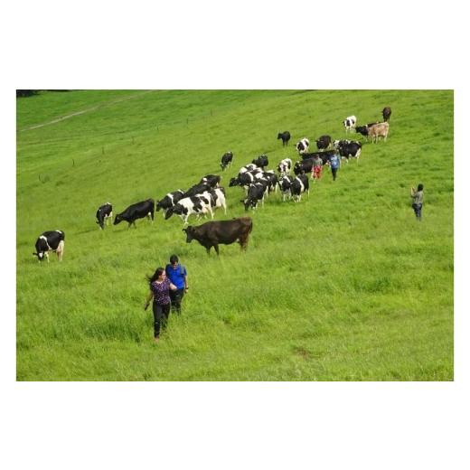 ふるさと納税 体験チケット 北海道 足寄町 3名様 北海道十勝 牧場暮らし・チーズ造り 体験ツアー[足寄町] 株式会社クナウパブリッシング 北海道旅行 体験 …