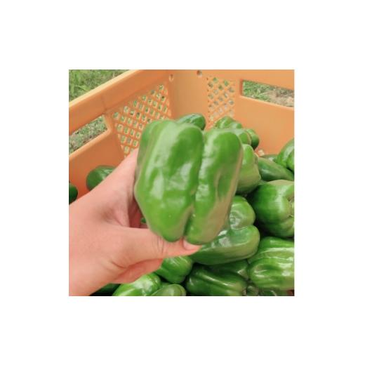ふるさと納税 野菜類 沖縄県 伊是名村 2026年4月から順次発送 農家直送 伊是名島産の肉厚もぎたてピーマン1kg 1731190