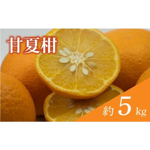 ふるさと納税 みかん・柑橘類 愛媛県 松山市 訳あり 甘夏柑 約5kg 順次発送中 | みかん 甘夏 あまなつ 蜜柑 柑橘 果物 くだもの フルーツ みかん ミカン mika…