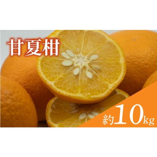 ふるさと納税 みかん・柑橘類 愛媛県 松山市 訳あり 甘夏柑 約10kg 順次発送中 | みかん 甘夏 あまなつ 蜜柑 柑橘 果物 くだもの フルーツ みかん ミカン mik…