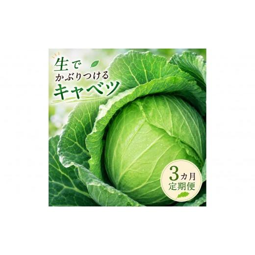 ふるさと納税 野菜類 山梨県 大月市 2026年出荷分先行予約 三か月定期便 富士山キャベツ