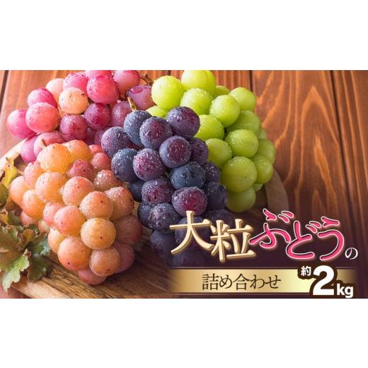ふるさと納税 果物類 ぶどう 山形県 鶴岡市 令和8年産先行予約 大粒ぶどうの詰合せ 約2kg 山形県鶴岡産 産直あぐり K-852 | ブドウ 葡萄 食べ比べ 果…