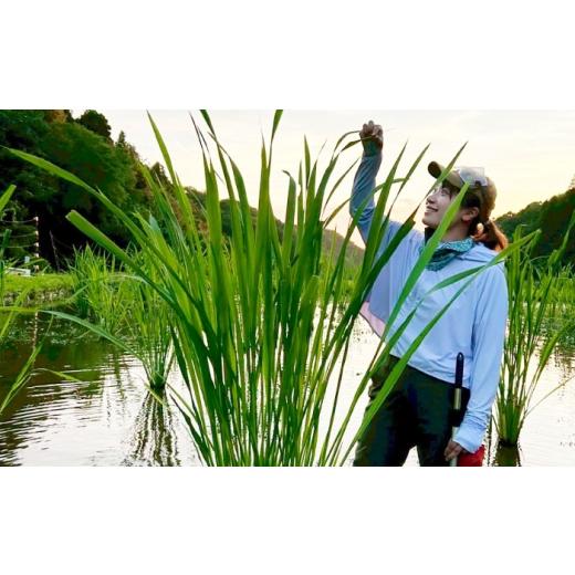 ふるさと納税 お茶類 愛知県 瀬戸市 まこも粉末 MACOCHA 120g（グリーン）／ まこも 真菰 お茶 ／ 瀬戸市 ／ まこあらファーム BBEQ004の画像