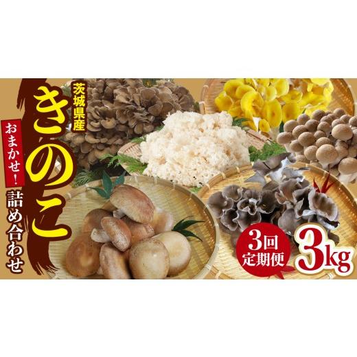 ふるさと納税 野菜類 きのこ 茨城県 城里町 3ヶ月 連続定期便 きのこ の 詰め合わせ Sサイズ 約1kg 大容量 キノコ 舞茸 あわび茸 たもぎ茸 しいたけ ぶなしめ…