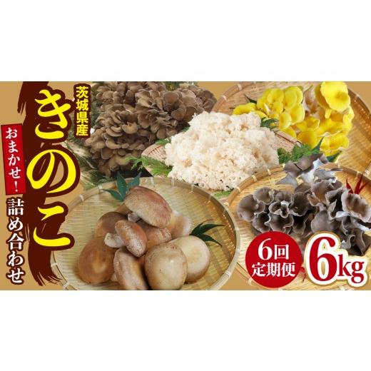 ふるさと納税 野菜類 きのこ 茨城県 城里町 6ヶ月 隔月定期便 きのこ の 詰め合わせ Sサイズ 約1kg 大容量 キノコ 舞茸 あわび茸 たもぎ茸 しいたけ ぶなしめ…