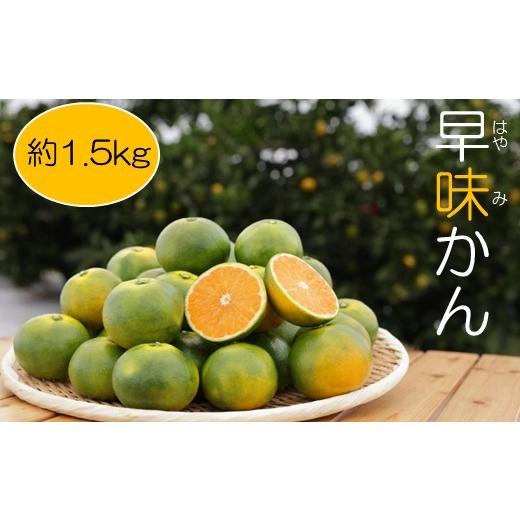 ふるさと納税 果物類 みかん 福岡県 新宮町 ZF171. 予約受付・期間限定商品 早味かん(1.5kg程度)2026年9月〜10月配送 早味かん
