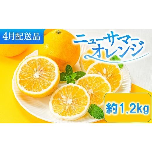 ふるさと納税 みかん・柑橘類 福岡県 新宮町 ZF169.福岡柑橘王国.ニューサマーオレンジ約1.2kg/2027年4月配送