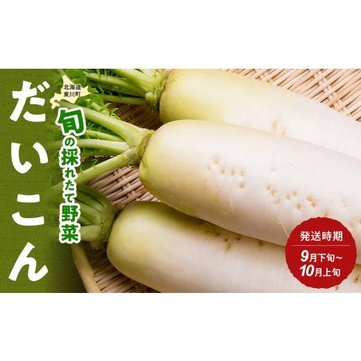 ふるさと納税 野菜類 大根 北海道 東川町 9月下旬〜10月上旬発送 旬の採れたて野菜「だいこん」