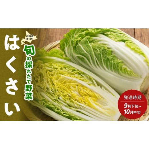 ふるさと納税 野菜類 北海道 東川町 9月下旬〜10月中旬発送 旬の採れたて野菜「はくさい」