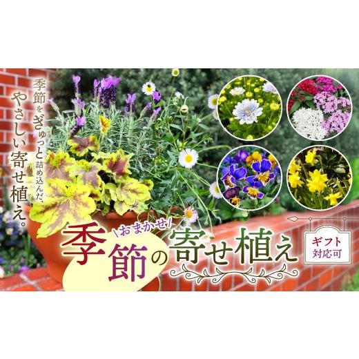 ふるさと納税 雑貨・日用品 花 東京都 調布市 季節 の 寄せ植え ( 内容 おまかせ ) | お花 flower フラワー ふらわー 花 はな ガーデニング ガーデン 外用 庭 …
