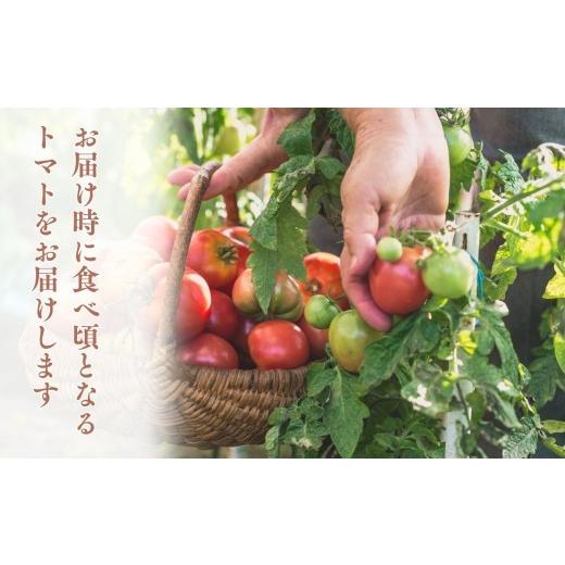 ふるさと納税 野菜類 トマト 青森県 深浦町  9月発送 訳あり 青森県産 桃太郎 トマト 約4kg 大玉 tomato 新鮮 野菜 旬 甘い 完熟 ジュース 産地直送 農家直送 …_2