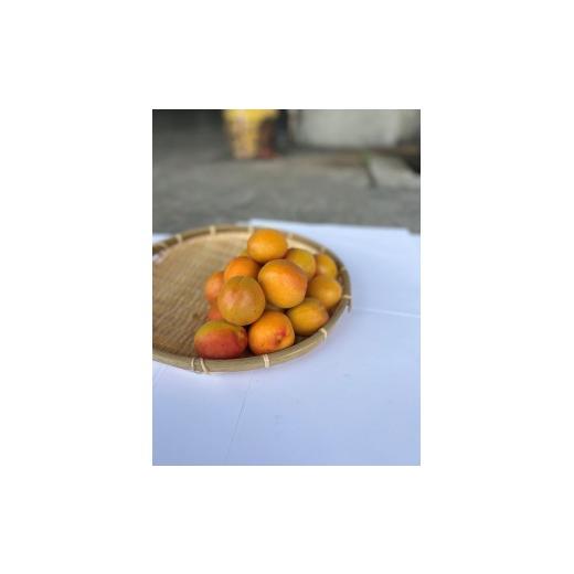 ふるさと納税 果物類 長野県 長野市 皮ごと食べられる杏「ハーコット」1kg