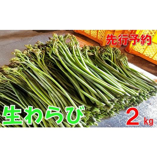 ふるさと納税 野菜類 山菜 山形県 小国町  先行予約・数量限定 採れたて山菜 生わらび2kgの画像