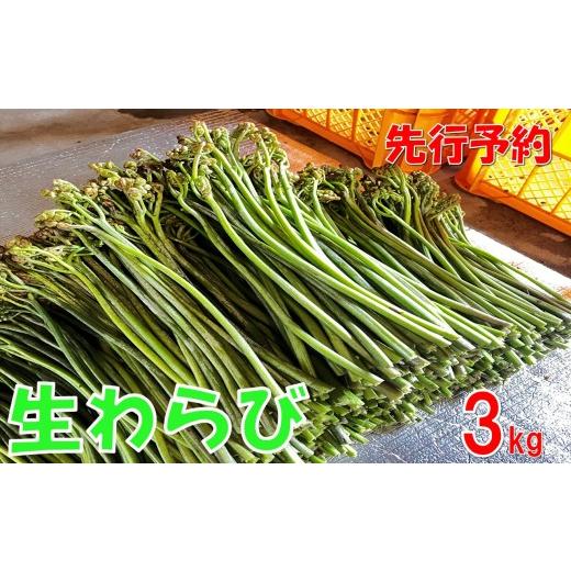 ふるさと納税 野菜類 山菜 山形県 小国町  先行予約・数量限定 採れたて山菜 生わらび3kgの画像