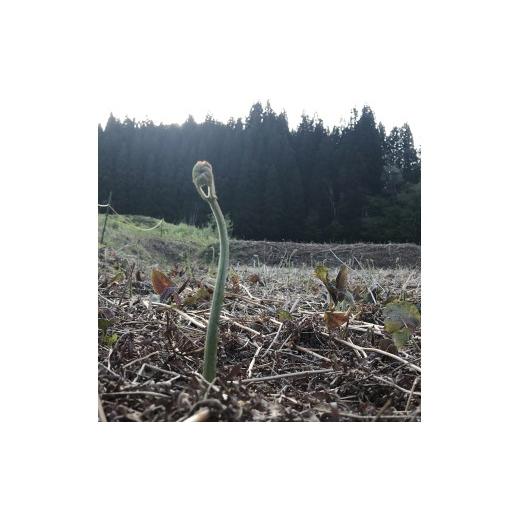ふるさと納税 野菜類 山菜 山形県 小国町  先行予約・数量限定 採れたて山菜 あく抜きわらび１kgの画像