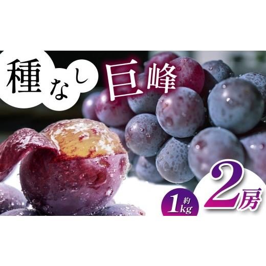 ふるさと納税 ぶどう 巨峰 長野県 塩尻市 2026年先行 長野県産 種なし 巨峰 2房 ( 約 1kg ) 9月下旬以降発送予定 | 果物 くだもの フルーツ 葡萄 ぶどう ブ…