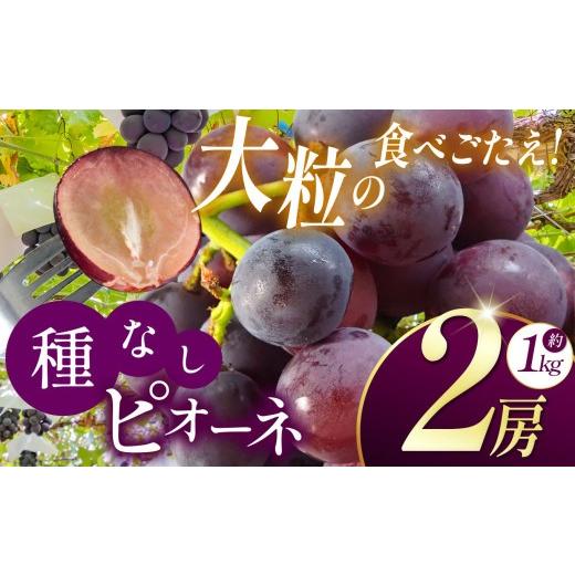ふるさと納税 果物類 ぶどう 長野県 塩尻市 2026年先行予約 長野県産 絶品 種なしピオーネ 2房 9月下旬頃〜順次発送予定 | 果物 くだもの フルーツ 葡萄 ぶど…