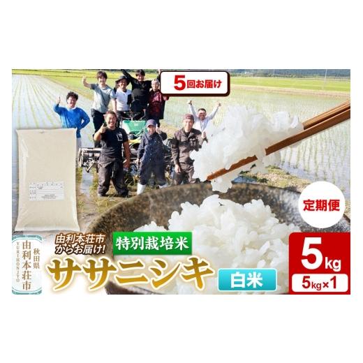 ふるさと納税 米 ササニシキ 秋田県 由利本荘市 《定期便5ヶ月》令和7年産 白米 特別栽培米 ササニシキ 5kg 秋田県産 ササニシキ 米 お米 白米 精米 特別栽培…の画像