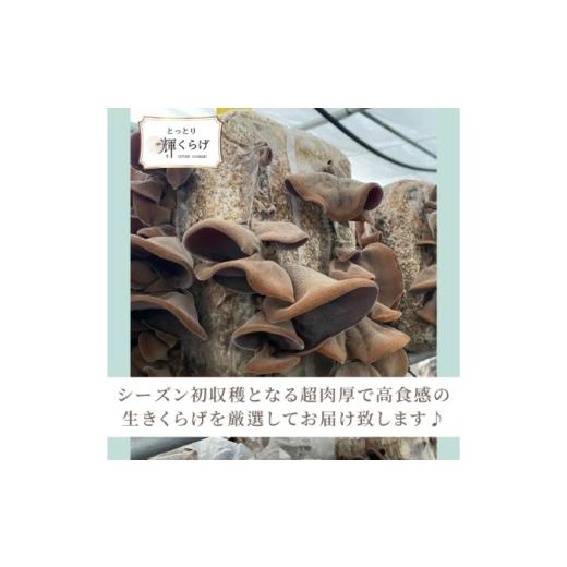ふるさと納税 野菜類 きのこ 鳥取県 - 鳥取県産有機生あらげきくらげ（6パック入）レシピ付_T2600417_2