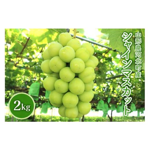 ふるさと納税 ぶどう マスカット 山形県 河北町 令和8年産 山形県河北町産シャインマスカット 2kg かほくらし社 ka019-002e-r8