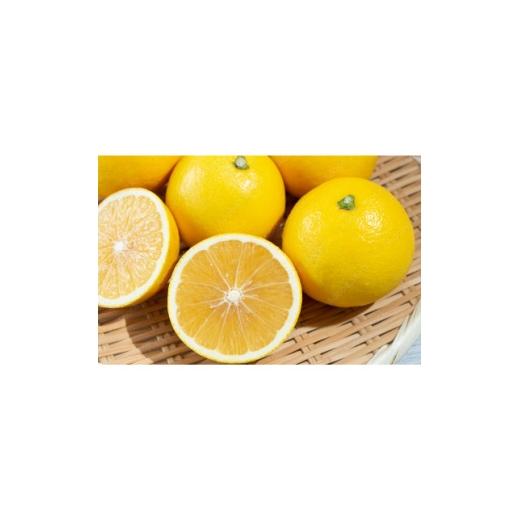 ふるさと納税 みかん・柑橘類 神奈川県 真鶴町 杉山園 ニューサマーオレンジ (5kg) 1728752