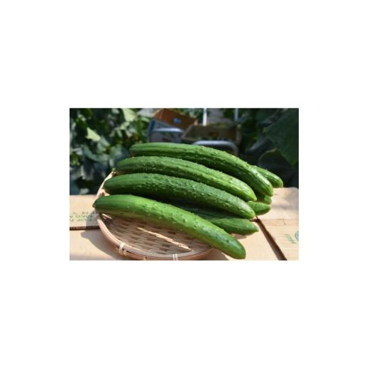 ふるさと納税 野菜類 岡山県 久米南町 久米南町産 里海きゅうり 20本入(約3kg) 1727201