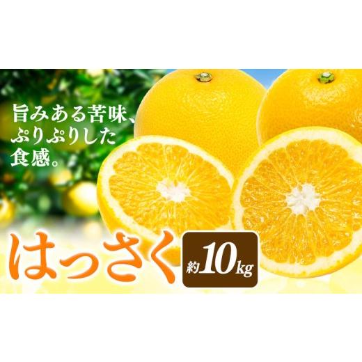 ふるさと納税 みかん・柑橘類 和歌山県 日高川町 先行予約 八朔 はっさく 約10kg マルツネ農園[2027年1月中旬-3月下旬頃出荷] 和歌山県 日高川町 旬 果物 …