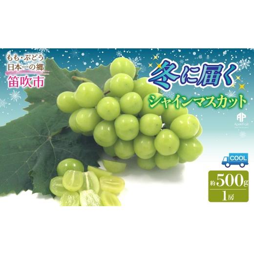 ふるさと納税 ぶどう マスカット 山梨県 笛吹市 2026年発送先行予約 笛吹市産 冬に届くシャインマスカット 1房(約500g) 205-020-26y