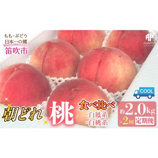 ふるさと納税 もも 山梨県 笛吹市 2026年発送先行予約 笛吹市産 山梨朝どれ桃2kg×2回配送(白鳳系・白桃系) 定期便 2回(クール便) 205-023-26y