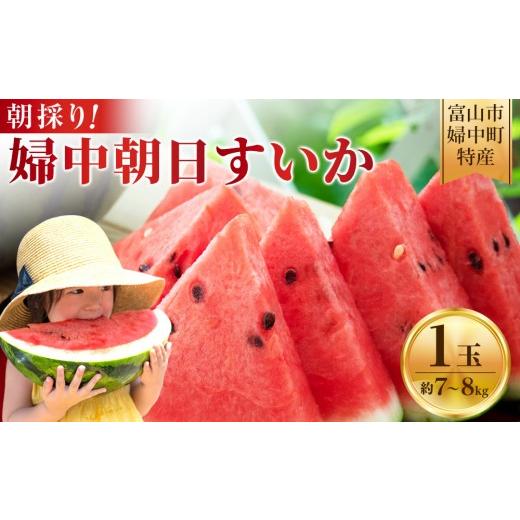 ふるさと納税 スイカ 富山県 富山市 先行予約 朝採り 富山市婦中町特産「朝日すいか」1玉(約7〜8kg) 2026年7月頃〜8月中旬頃まで順次発送 | 数量限定 産地…