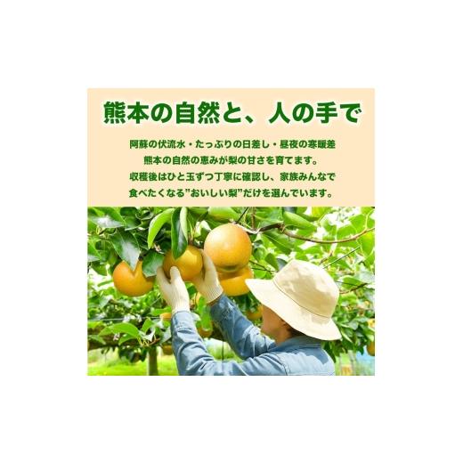 ふるさと納税 梨 熊本県 錦町 秋月梨 約10kg（12〜36玉） 梨 なし 果物 フルーツ デザート 食後 熊本県産 配送不可：離島の画像