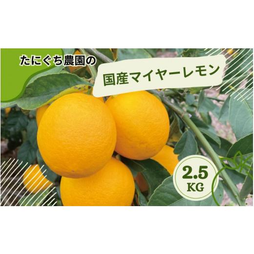 ふるさと納税 果物類 みかん 三重県 紀宝町 家庭用 たにぐち農園の国産マイヤーレモン 2.5kg 2026年12月〜2027年1月初旬の期間で順次発送致します。 / 檸檬 …