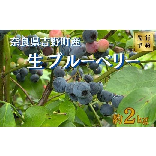 ふるさと納税 果物類 奈良県 吉野町 令和8年分 先行予約 ブルーベリー 2kg