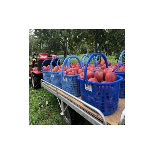 ふるさと納税 りんご 青森県 黒石市 青森県産 シナノレッド 贈答用 約3kg 夏の暑さに合う、果汁溢れる爽やかな酸味のりんご 1648605