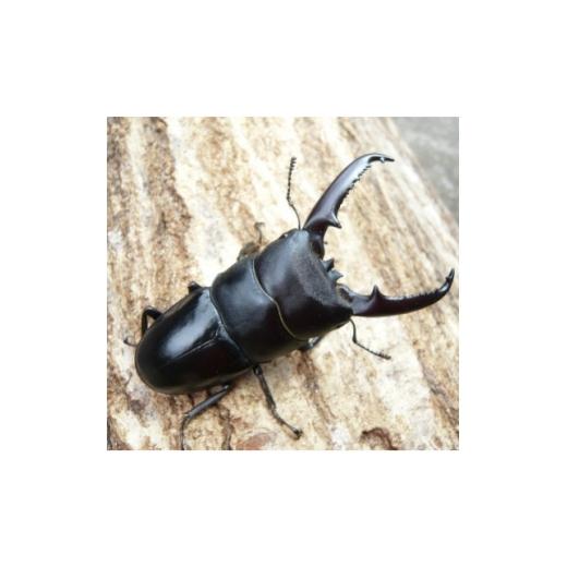 ふるさと納税 雑貨・日用品 兵庫県 猪名川町 ツシマヒラタクワガタ 成虫ペア 1729966