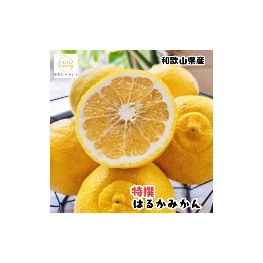 ふるさと納税 みかん・柑橘類 和歌山県 上富田町 [先行予約][人気柑橘] 特撰 はるかみかん 1.5kg [MS145]