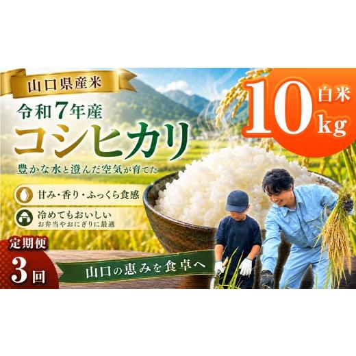 食品 山口県産 コシヒカリ 白米 10キロ
