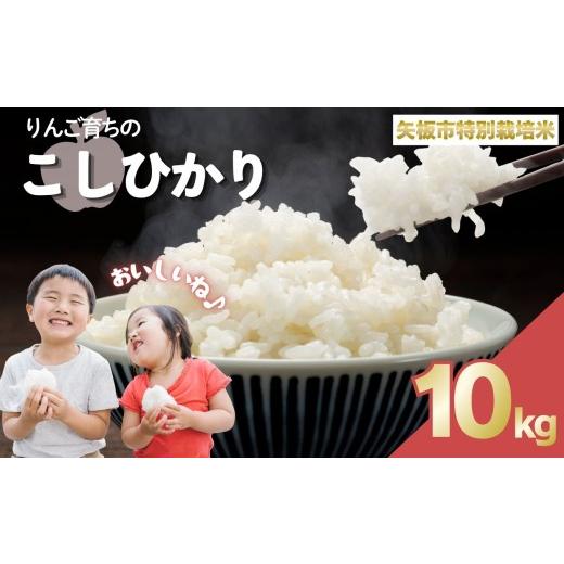 ふるさと納税 米 コシヒカリ 栃木県 矢板市 お米 矢板市特別栽培米「コシヒカリ」りんご育ちの こしひかり 10kg 10kg | 24000円
