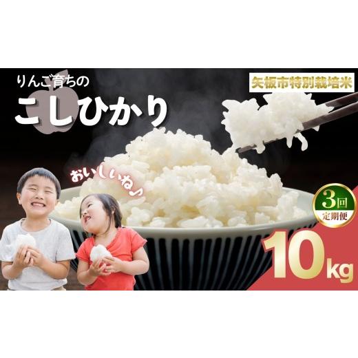 ふるさと納税 米 コシヒカリ 栃木県 矢板市 定期便3回 お米 矢板市特別栽培米「コシヒカリ」りんご育ちの こしひかり 10kg 定期便3回 10kg | 72000円