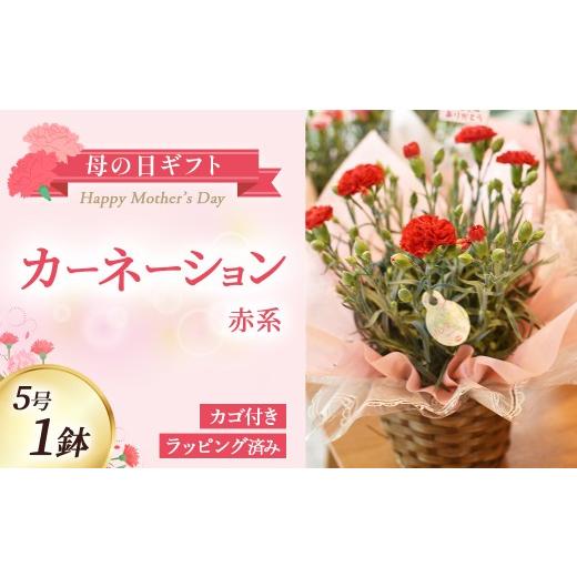ふるさと納税 雑貨・日用品 花 宮崎県 小林市 母の日ギフト カーネーション(赤系)5号鉢(取っ手付きカゴ,ラッピング済み) 母の日 カーネーション バスケッ…