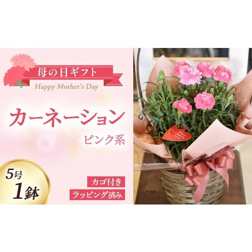 ふるさと納税 雑貨・日用品 花 宮崎県 小林市 母の日ギフト カーネーション(ピンク系)5号鉢(取っ手付きカゴ,ラッピング済み) 母の日 カーネーション バス…