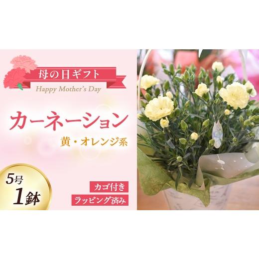 ふるさと納税 雑貨・日用品 花 宮崎県 小林市 母の日ギフト カーネーション(黄・オレンジ系)5号鉢(取っ手付きカゴ,ラッピング済み) 母の日 カーネーション…