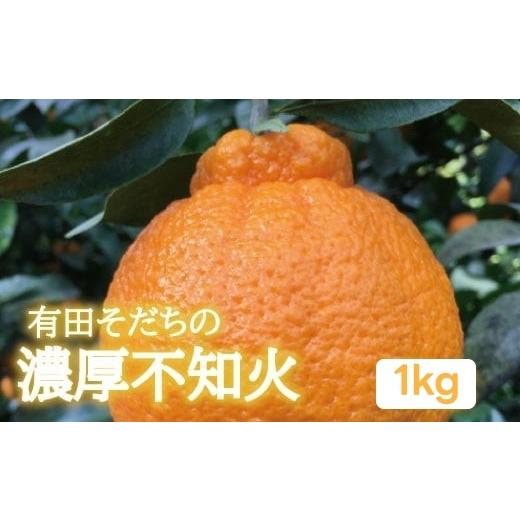 ふるさと納税 みかん・柑橘類 デコポン 和歌山県 紀美野町 有田育ちの濃厚不知火(家庭用)(通称デコポン) 1kg+200g(傷み補償分) 2027年1月下旬〜3月下旬に順次…