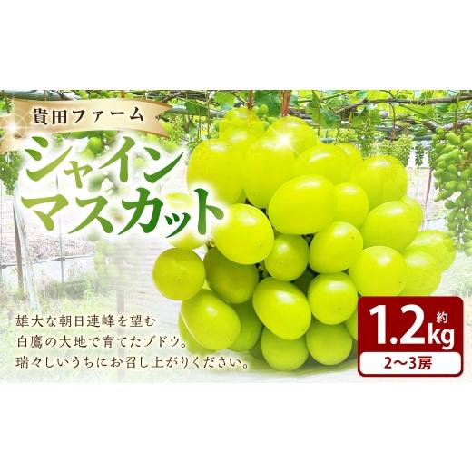 ふるさと納税 ぶどう マスカット 山形県 白鷹町 シャインマスカット 約1.2kg箱 ( 2 〜 3房 ) ぶどう 果物 糖度 くだもの 果実 フルーツ 葡萄 ブドウ 果汁 国…