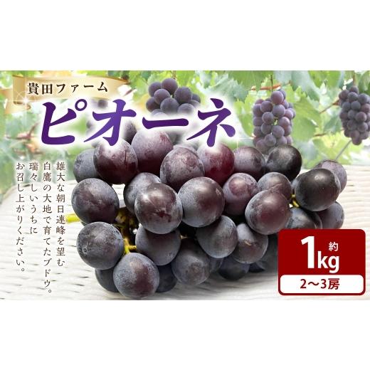ふるさと納税 果物類 ぶどう 山形県 白鷹町 ピオーネ 約1kg箱 ( 2 〜 3房 ) ぶどう 果物 糖度 くだもの 果実 フルーツ 葡萄 ブドウ 果汁 国産 山形県産 2026…