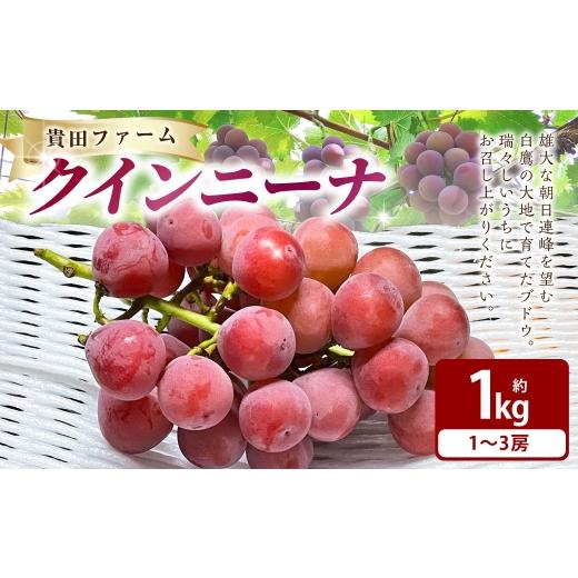 ふるさと納税 果物類 ぶどう 山形県 白鷹町 クインニーナ 約1kg箱 ( 1 〜 3房 ) ぶどう 果物 くだもの 果実 フルーツ 葡萄 ブドウ 果汁 国産 山形県産 糖度 …